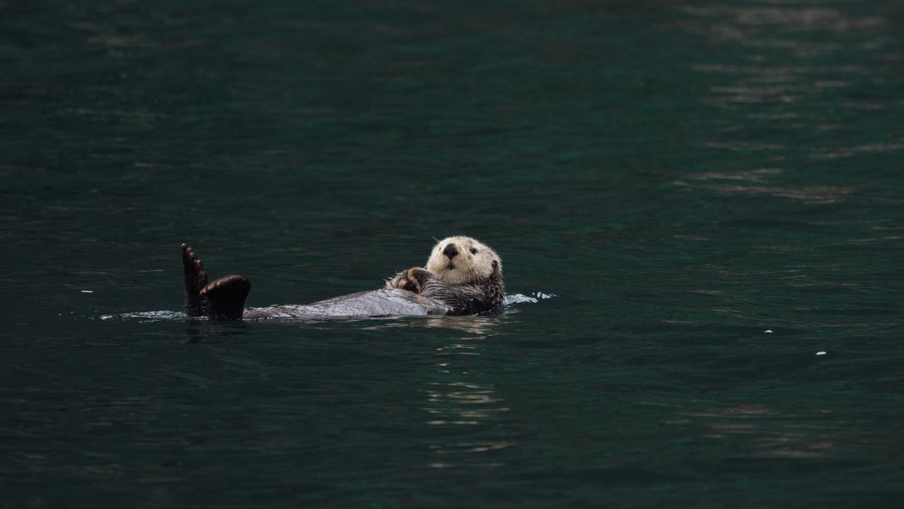 Sea Otters (Enhydra lutris)