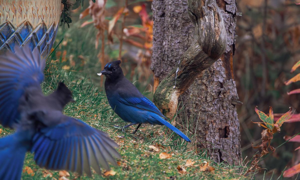 Steller's jay (Cyanocitta stelleri)