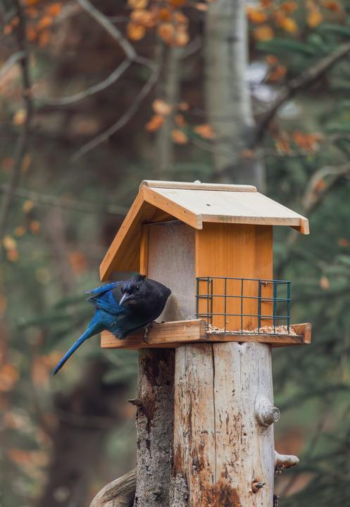 Steller's jay (Cyanocitta stelleri)