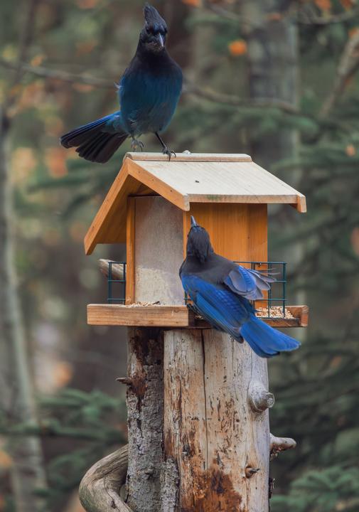 Steller's jay (Cyanocitta stelleri)