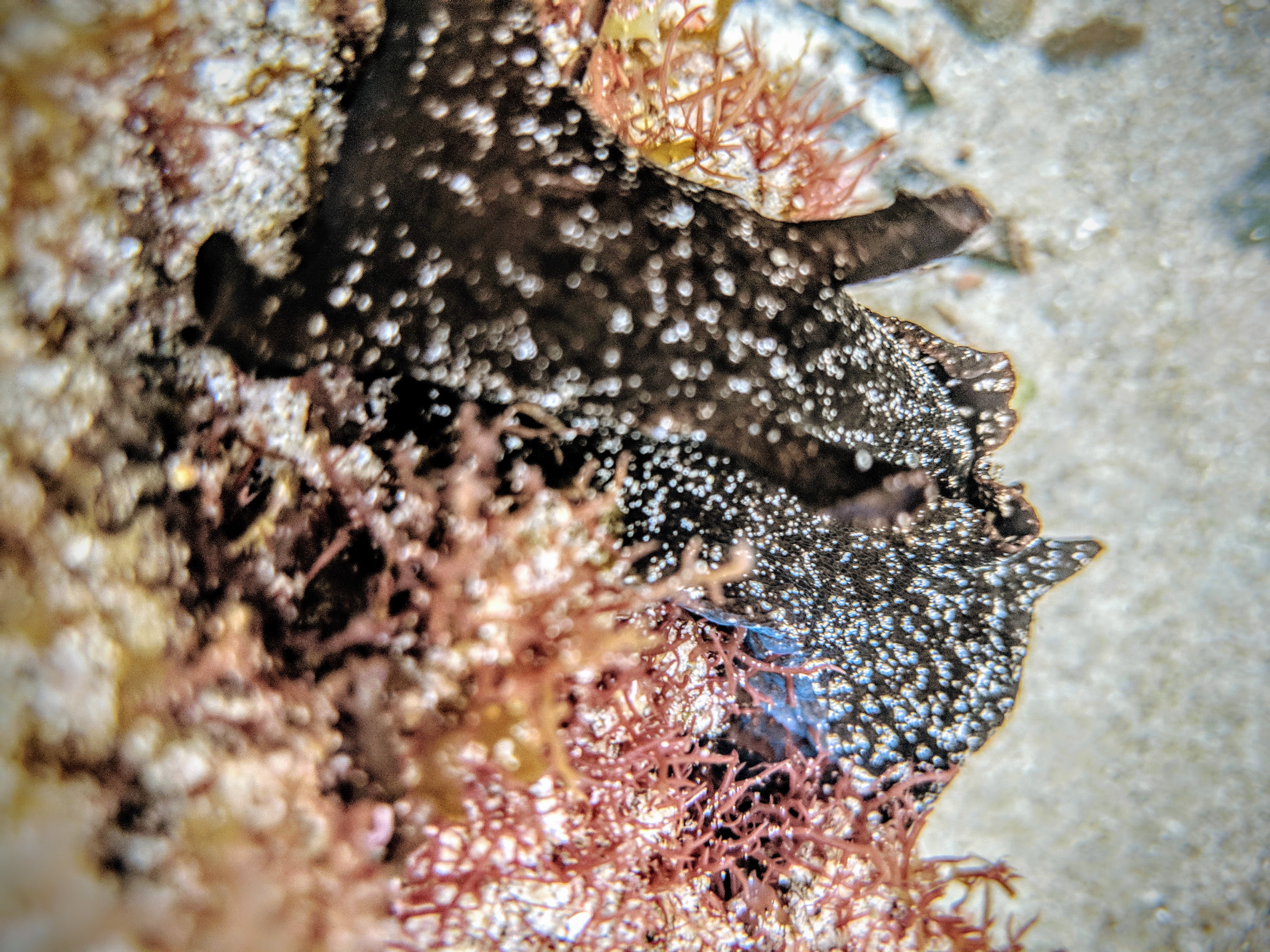 seaslug