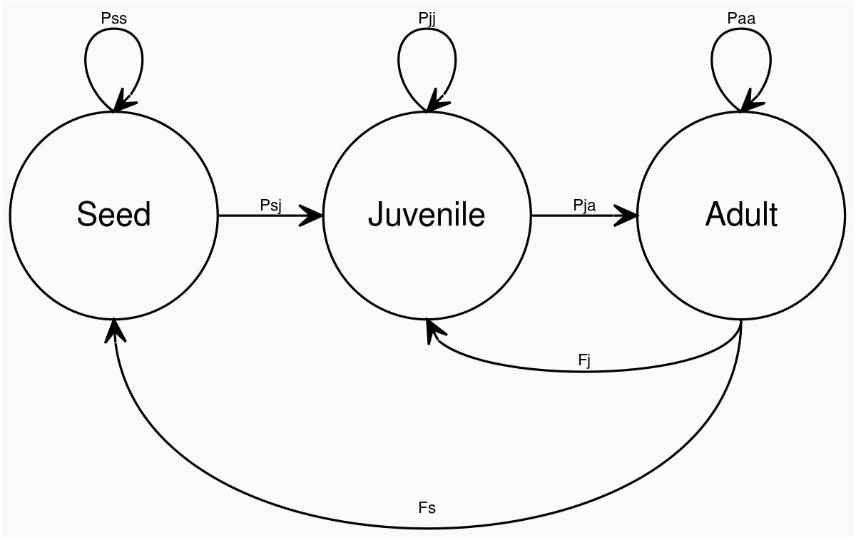 Life cycle graph