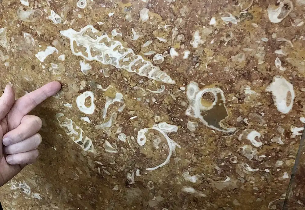 The Fossils in the Walls of Moscow Metro