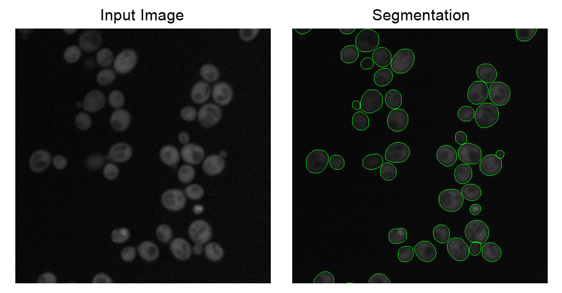 Fluorescent Images