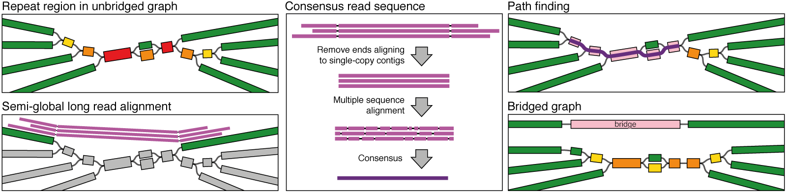 Long-read bridging