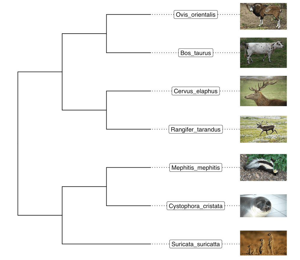 Annotating phylogenetic tree with images using ggtree and ggimage