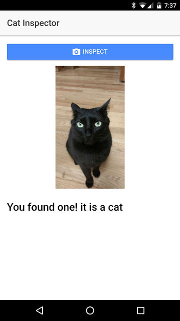 Cat Found