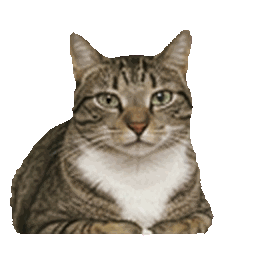 Tabby Cat