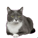 Tuxedo Cat