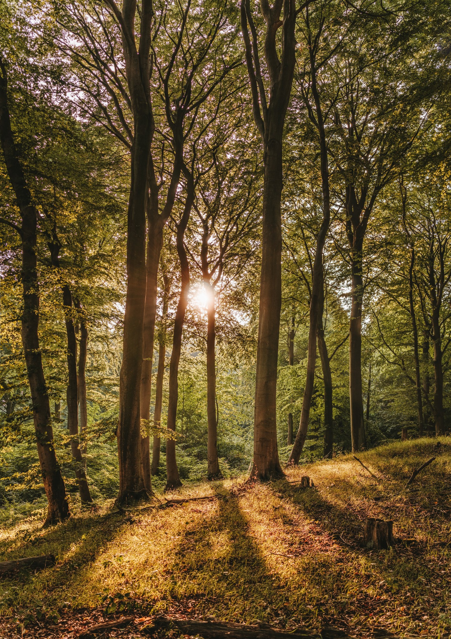 Foto de uma floresta (autoria de Felix Mittermeier)