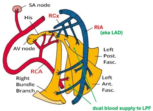 12_annotated_blood_supply_to_conduction