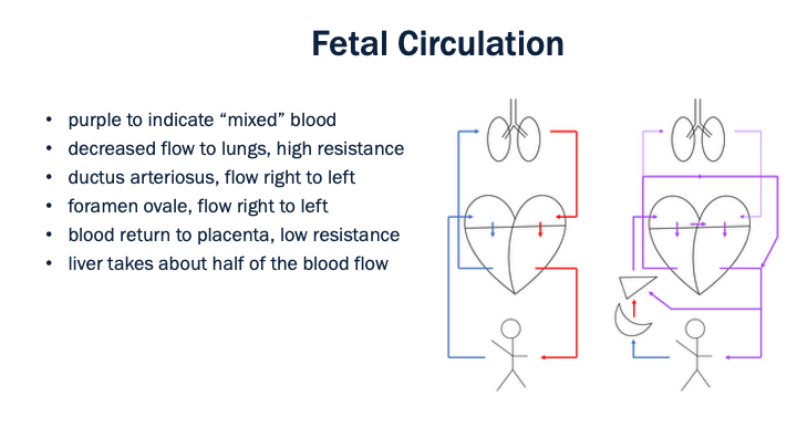 03_Fetal_Circulation
