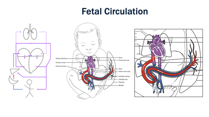 04_Fetal_Circulation