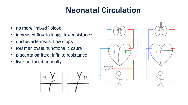 05_Neonatal_Circulation