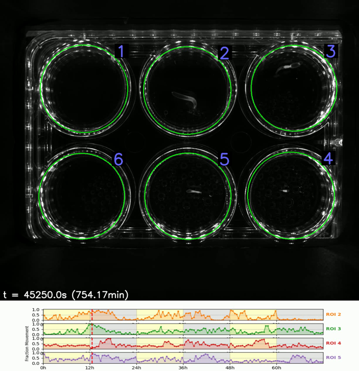 Activity traces of four Nematostella vectensis under a 12 : 12 LD cycle