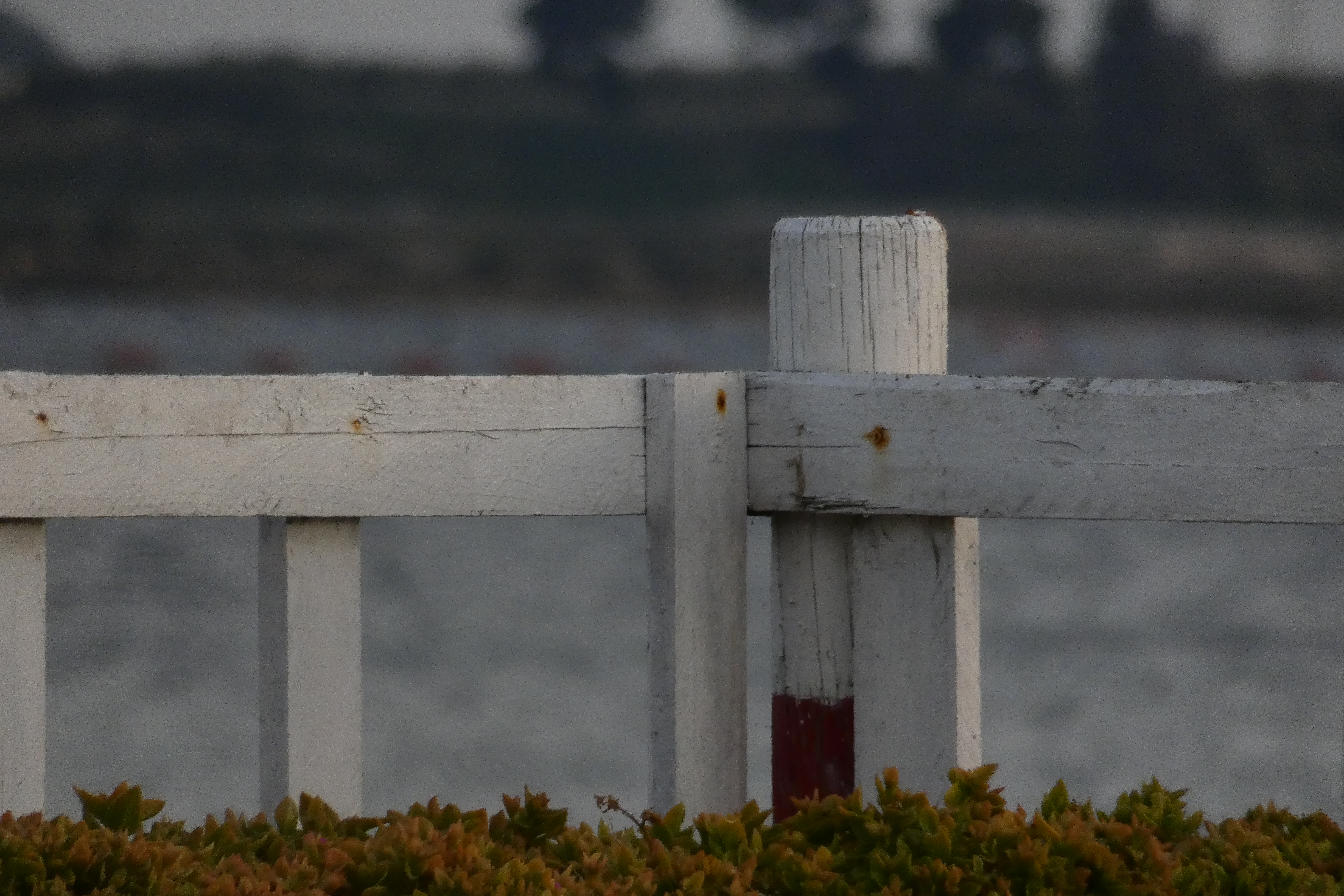 _1210340_sea_fence.JPG