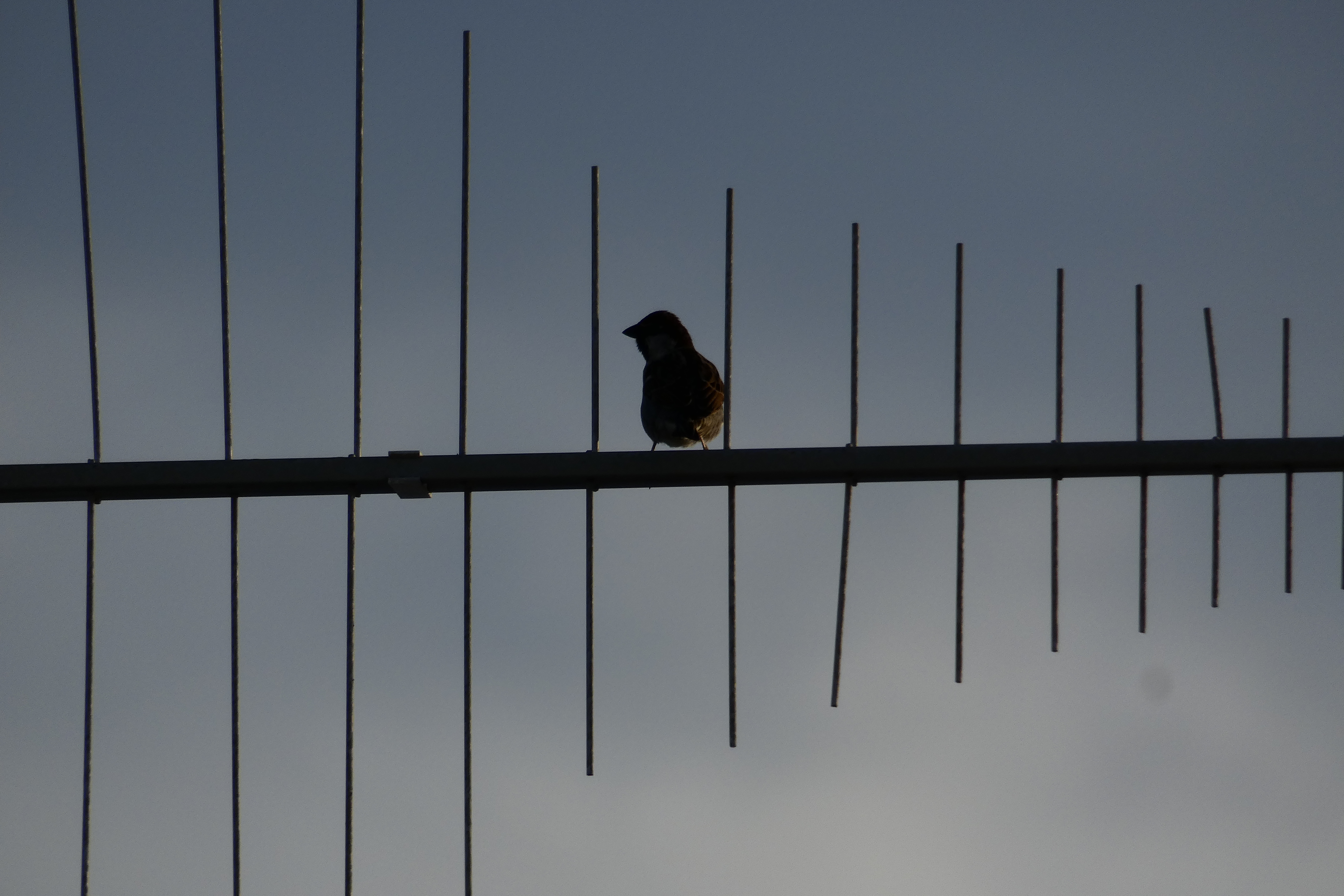 _1210547_antenna_bird.JPG