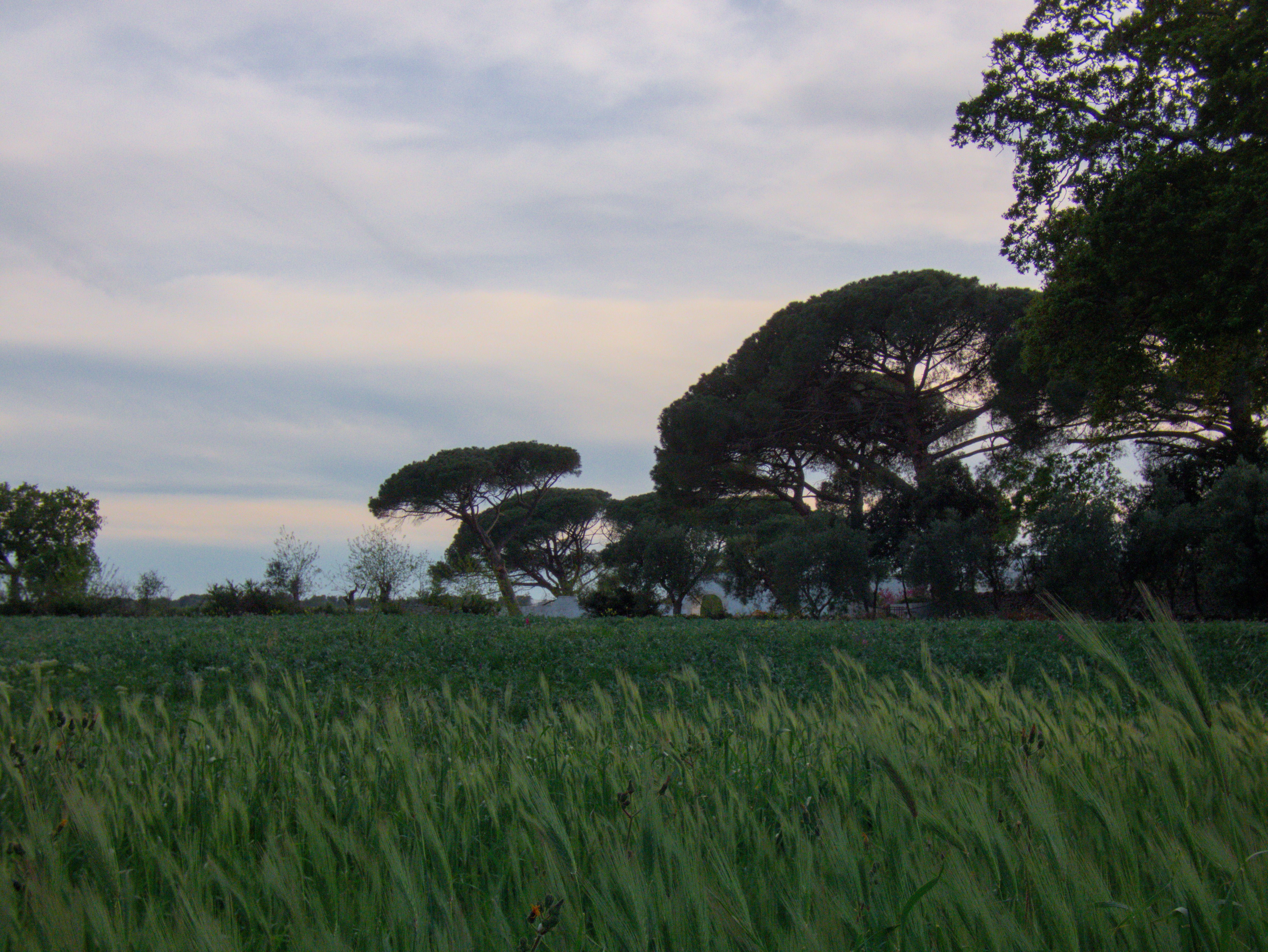 P1240474_evening_field.jpg