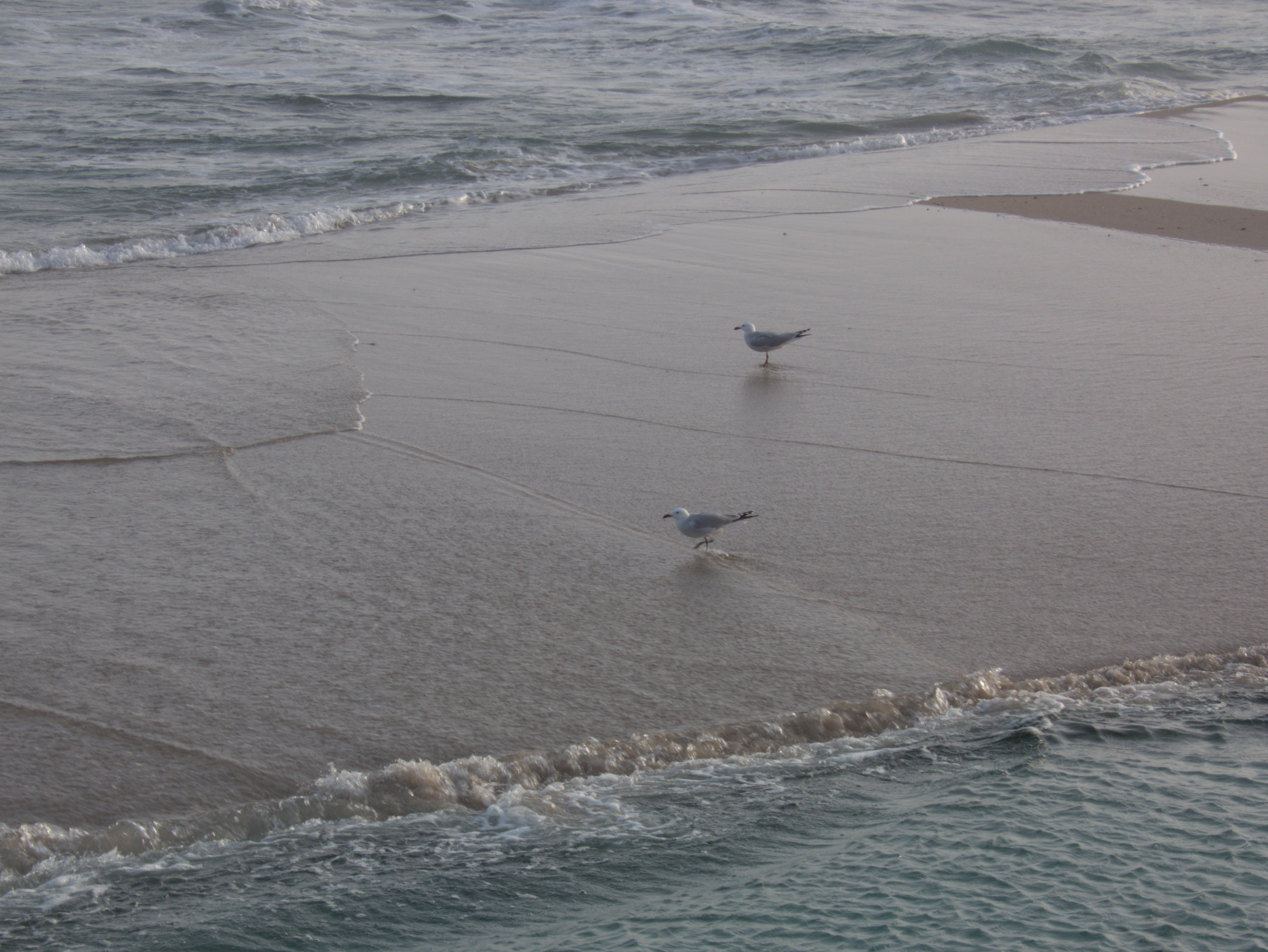 _1240354_seagulls.jpg