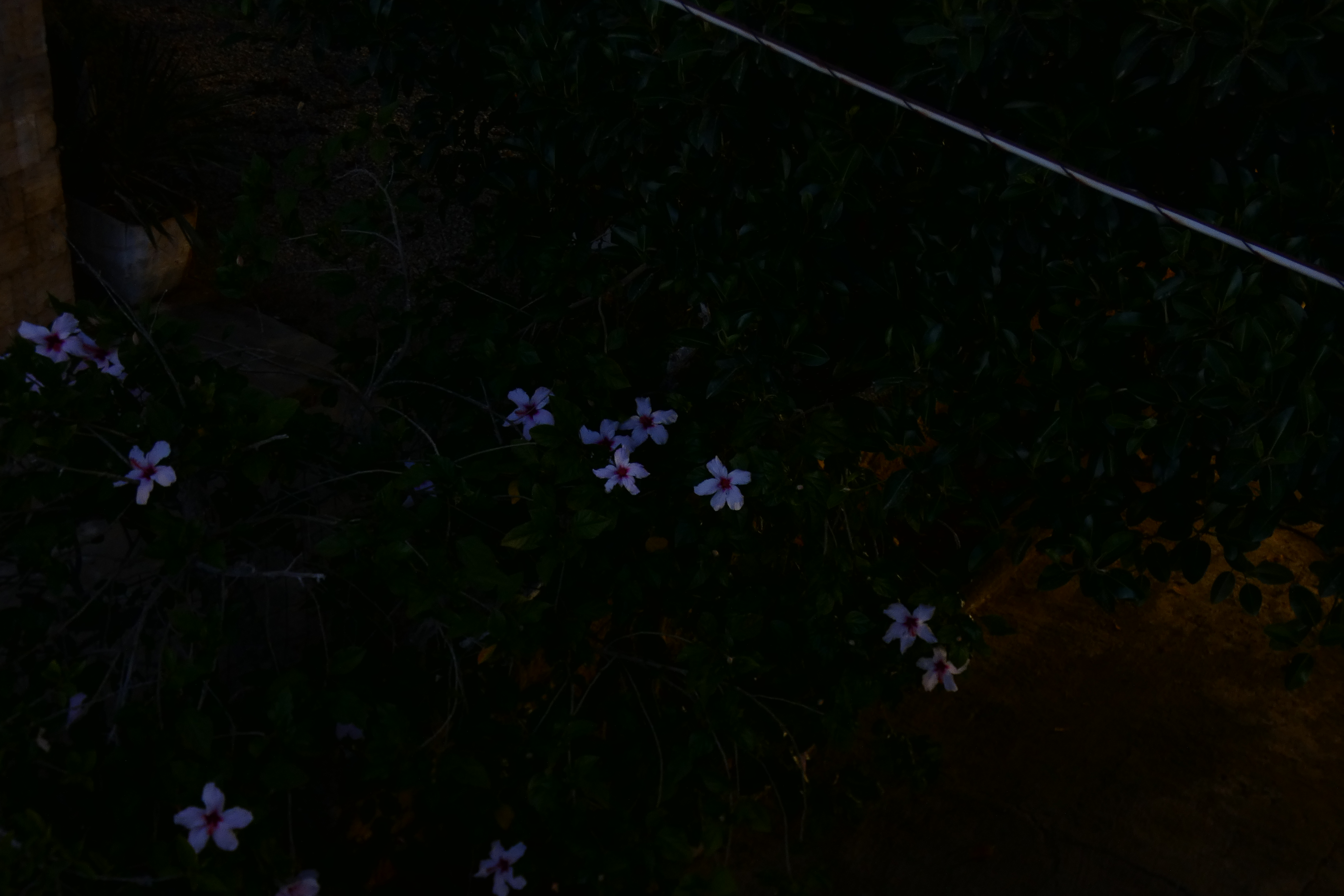 _1250358_dark_flowers.JPG