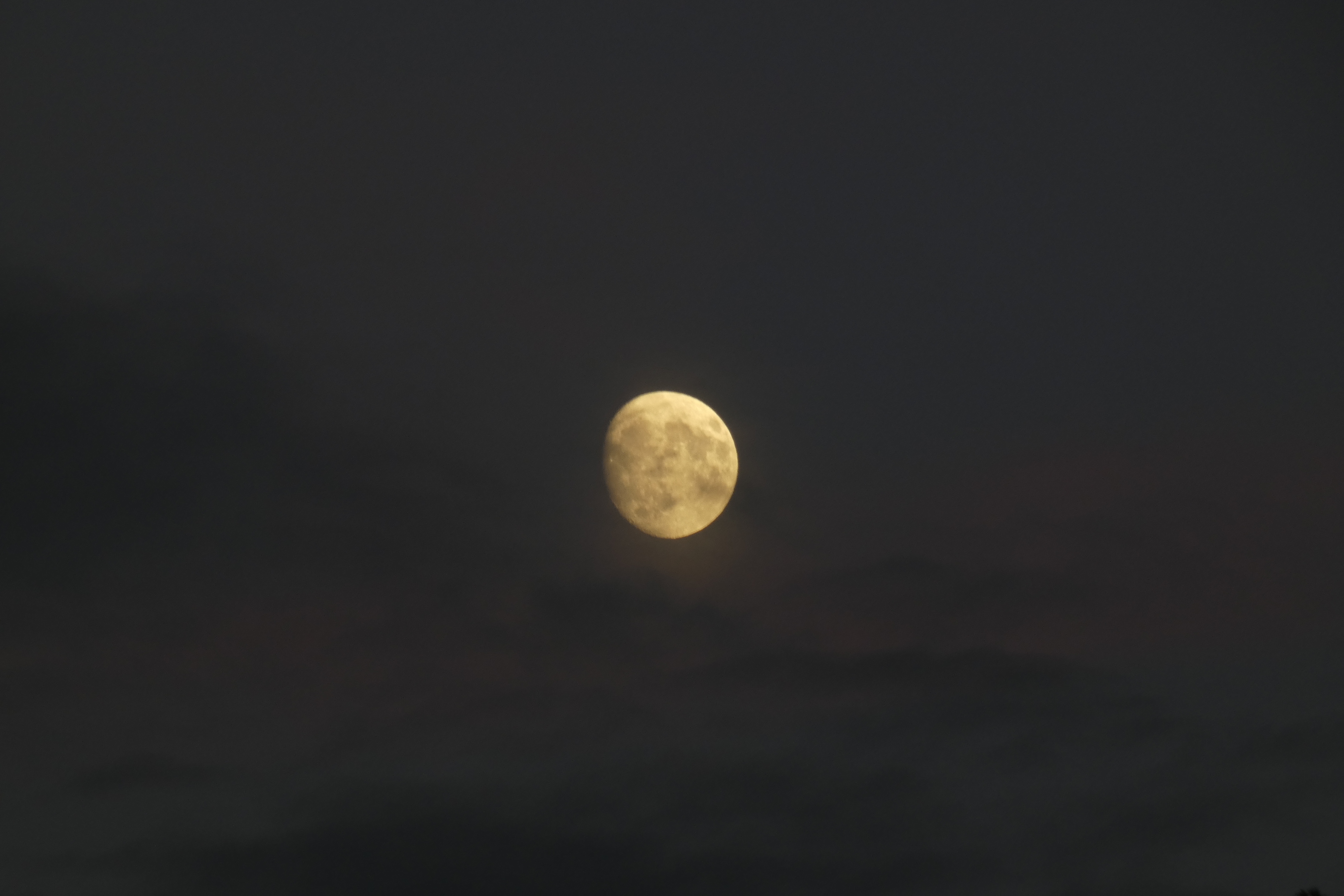 _1250757_bloomy_moon.JPG