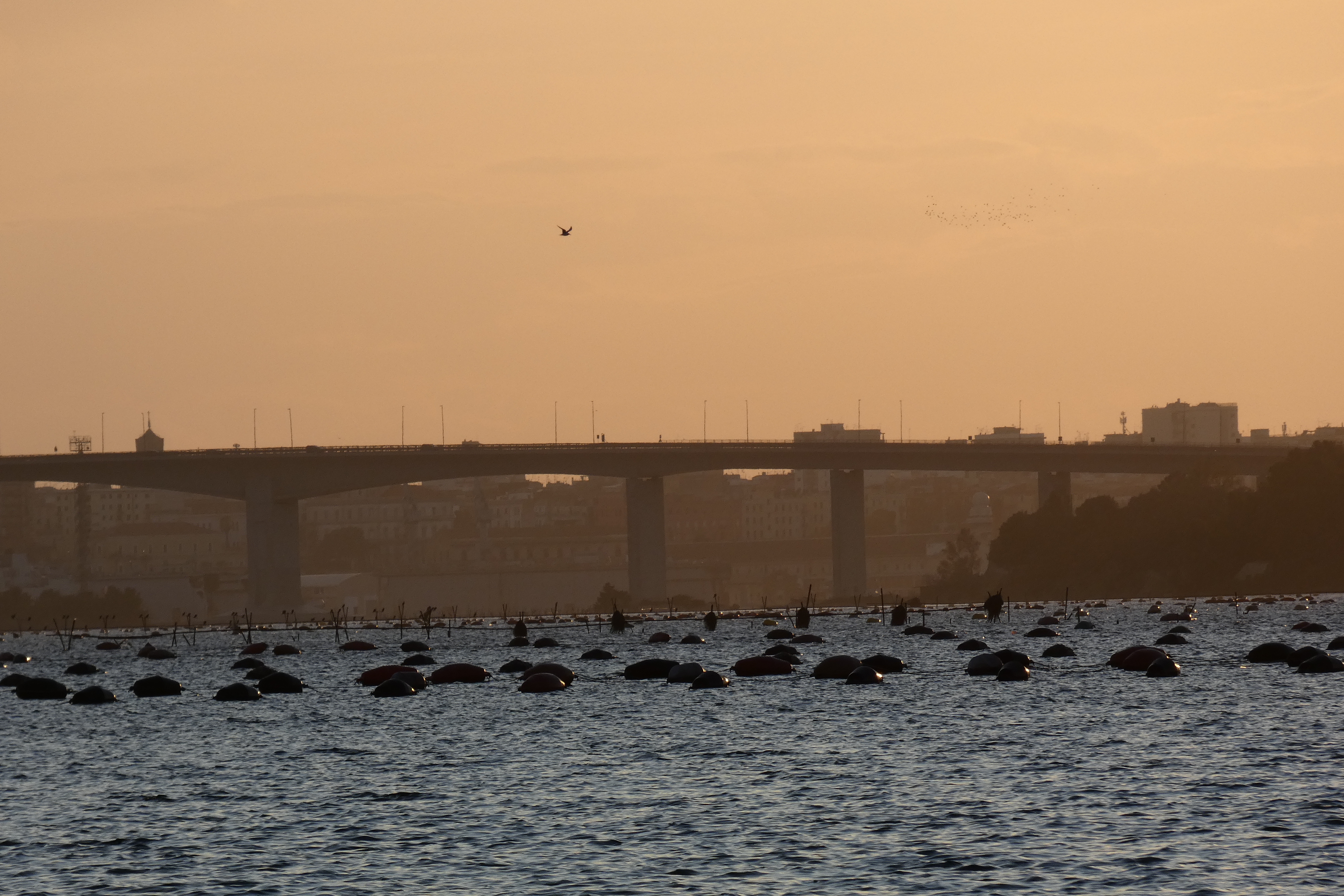 _1290870_ponte_punta_penna.JPG