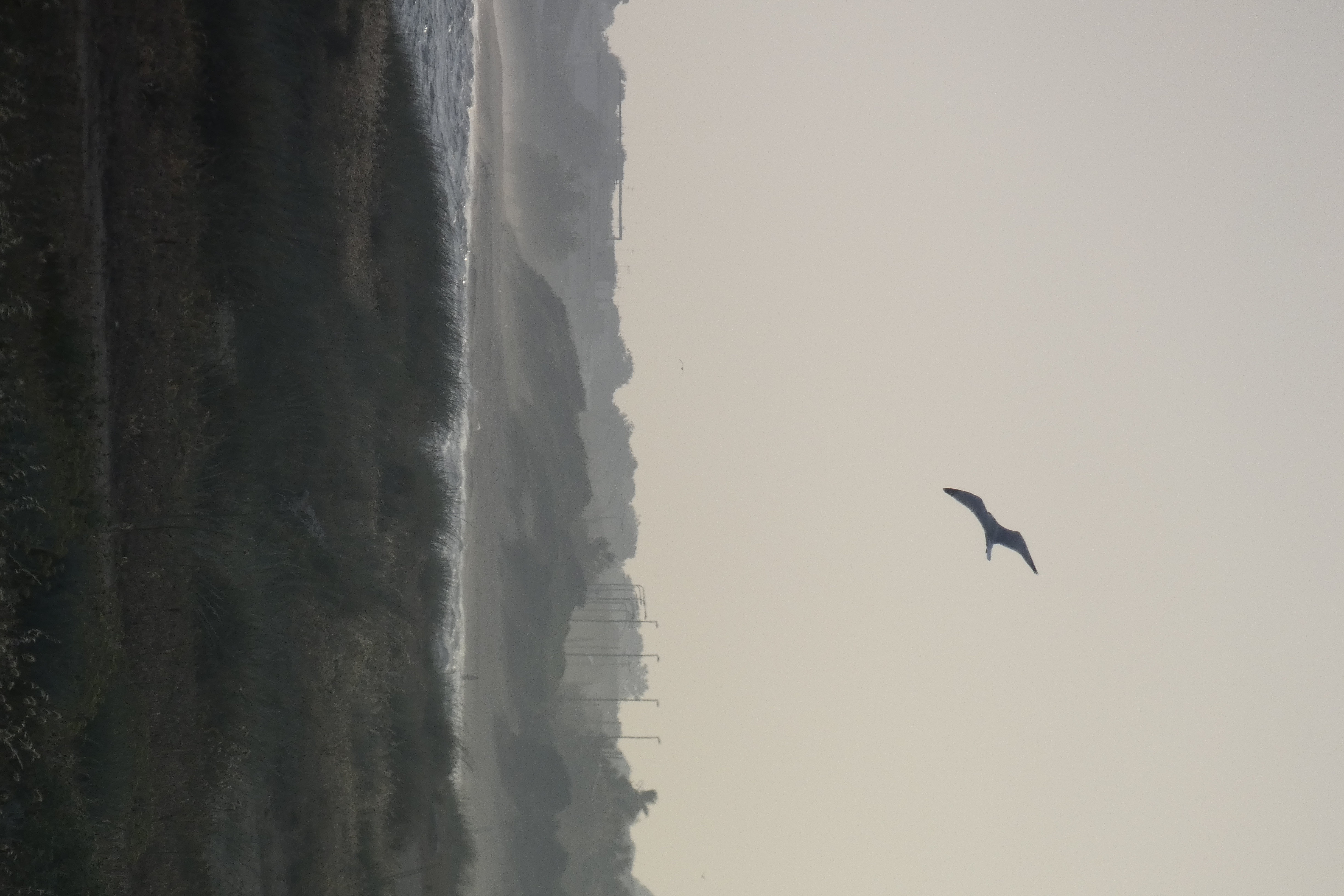 _1300870.JPG