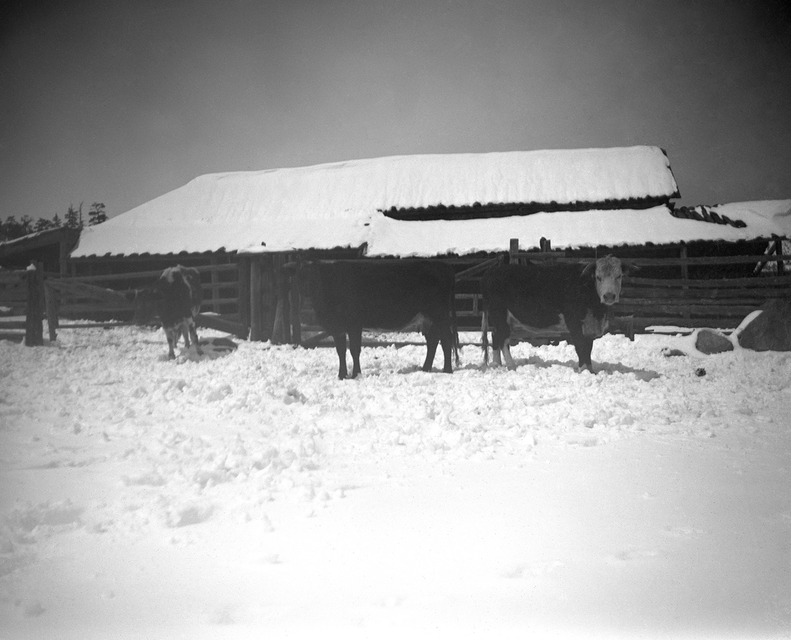 Learning How To Ranch · From Gold to Hay: Ranching in Park County ...