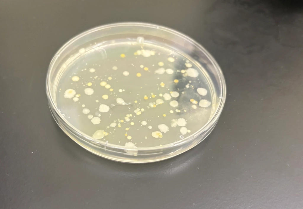 Using Light to Trap my Shoe Bacteria