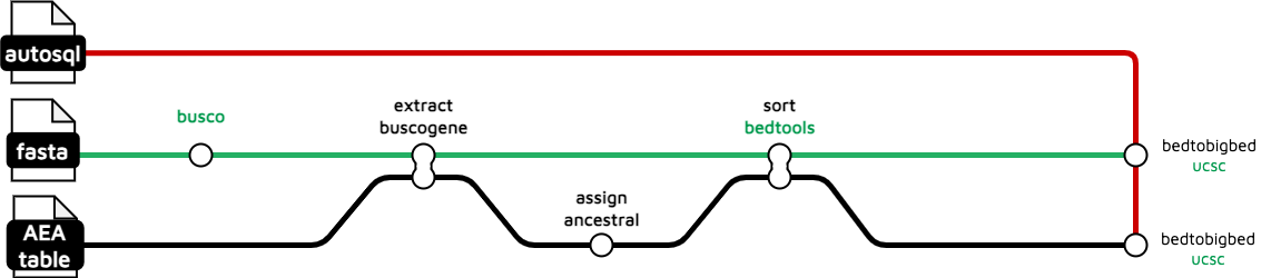 Busco analysis workflow