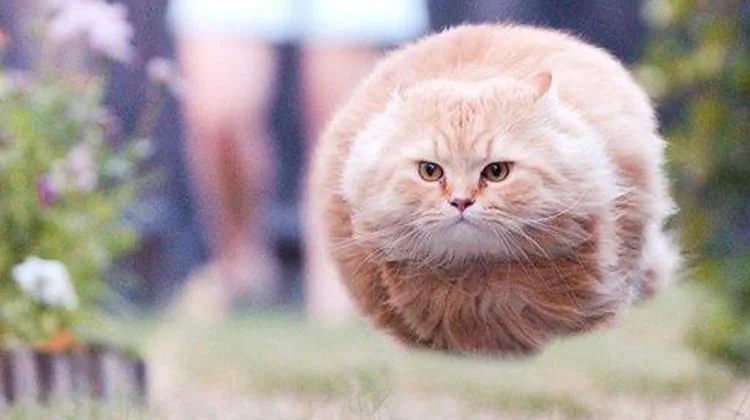 Cannonball Cat