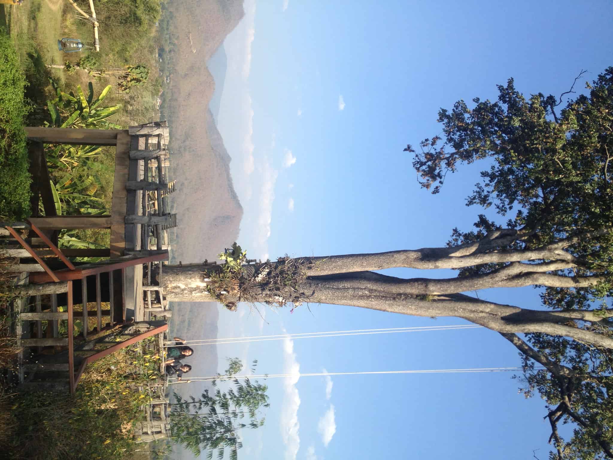 タイの木・青空
