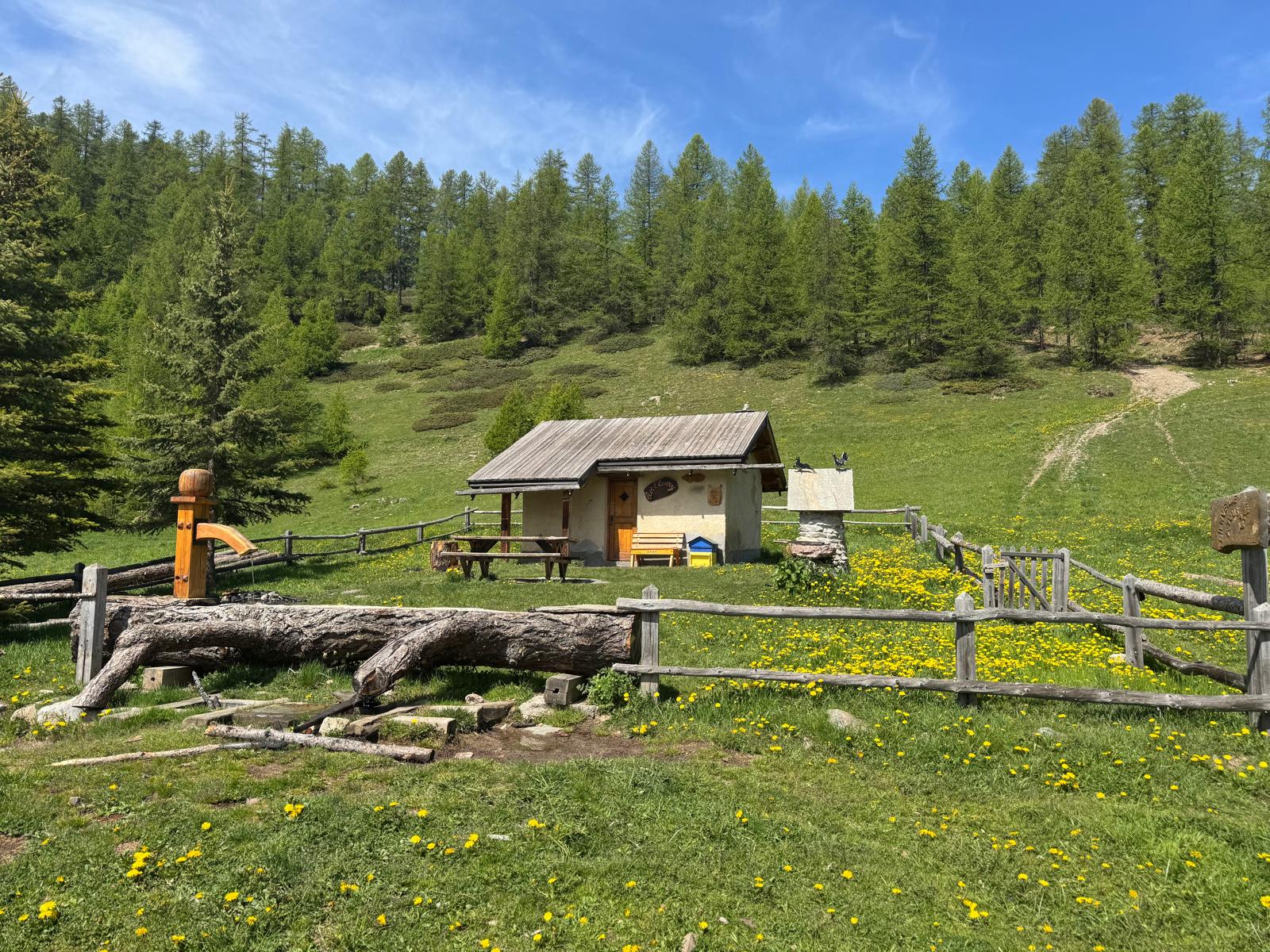 Cabane du Clot l'Henry entourée de pissenlit, mélézin du Queyras