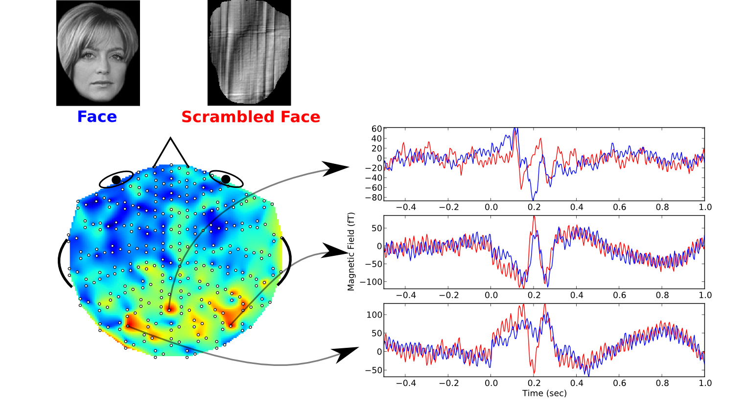 GitHub - lolchocotaco/brain-mapping: Final Cloud Project