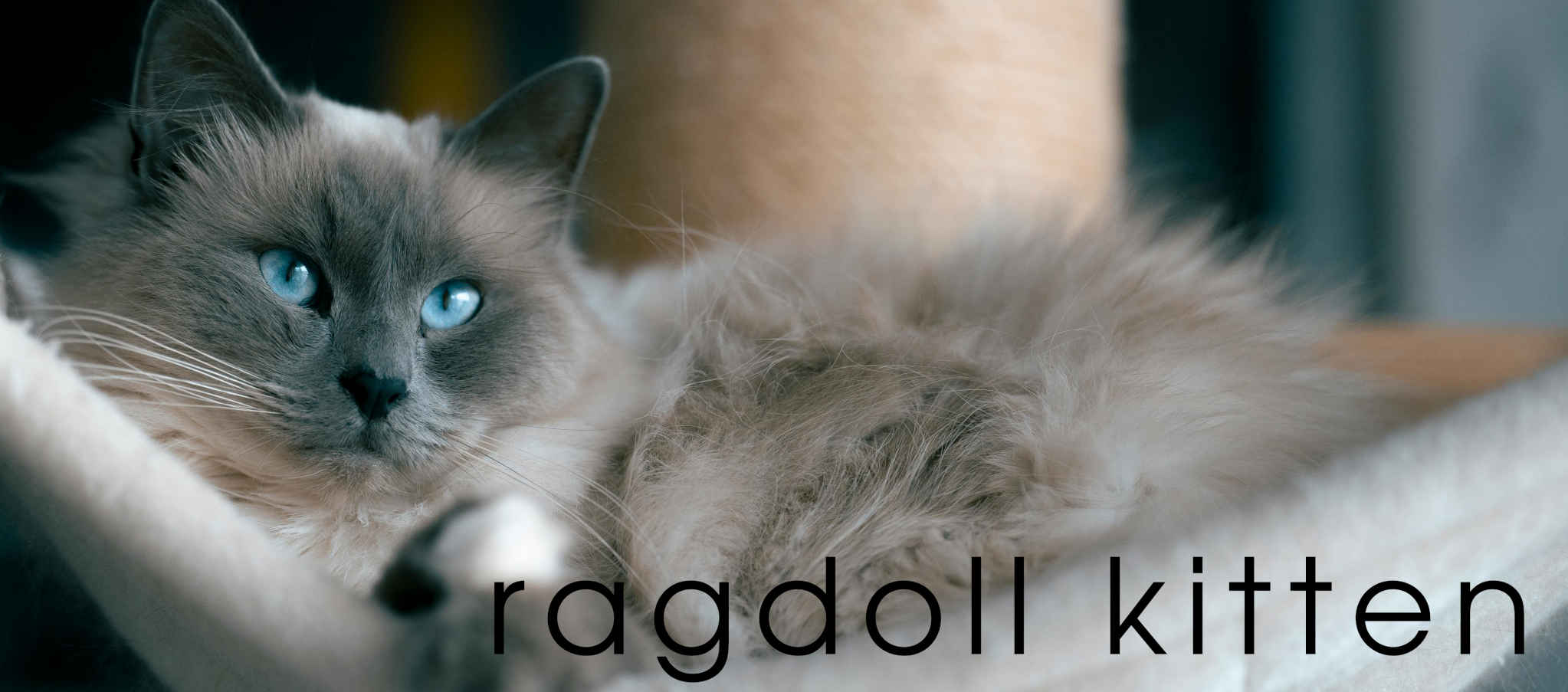 GitHub - jelkotron/ragdoll_kitten: An Addon for Blender that simplifies ...