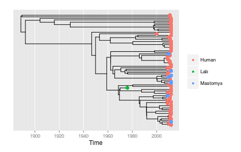 LASV phylogeny