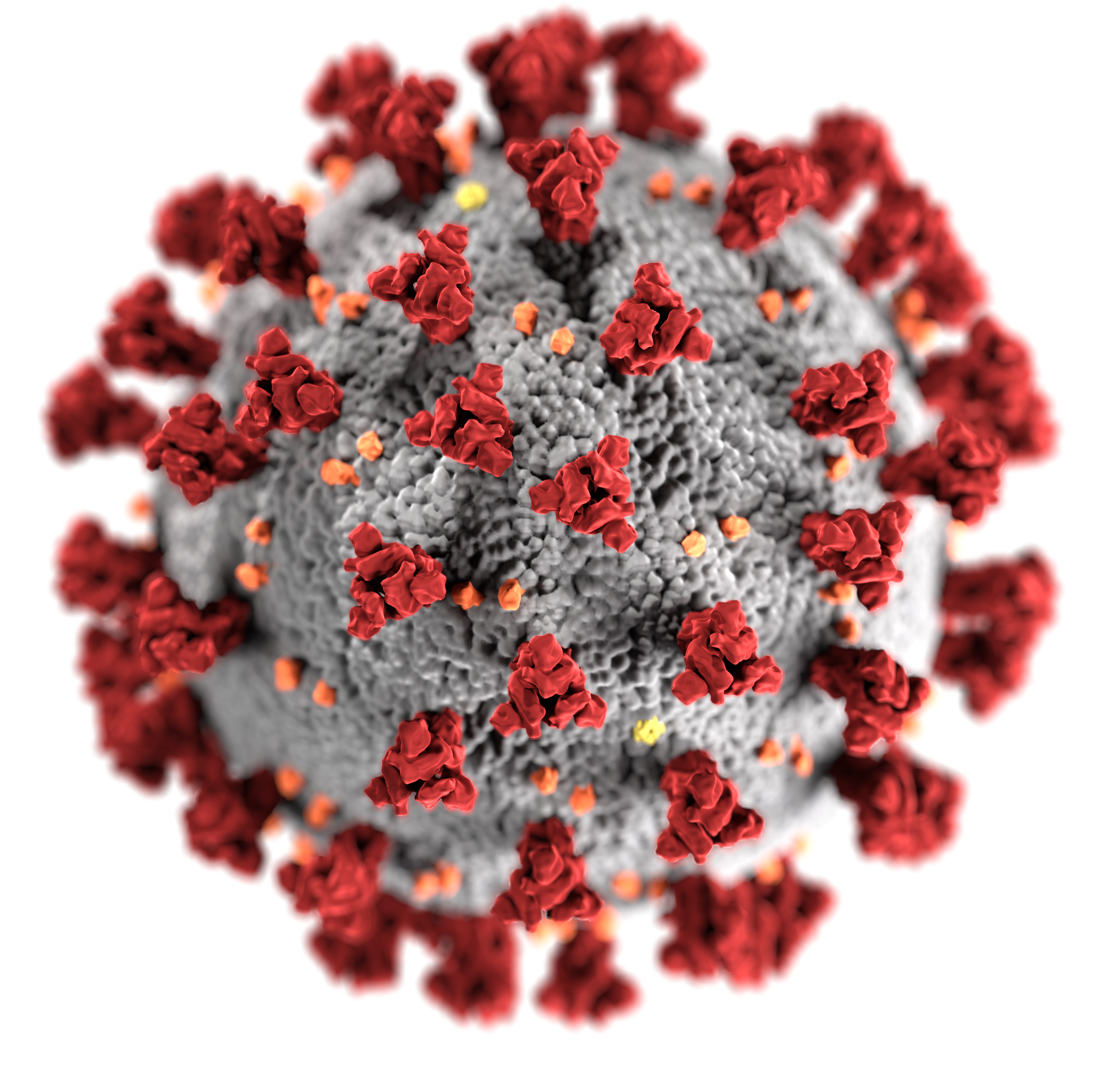 SARS-CoV-2_(CDC-23312).png