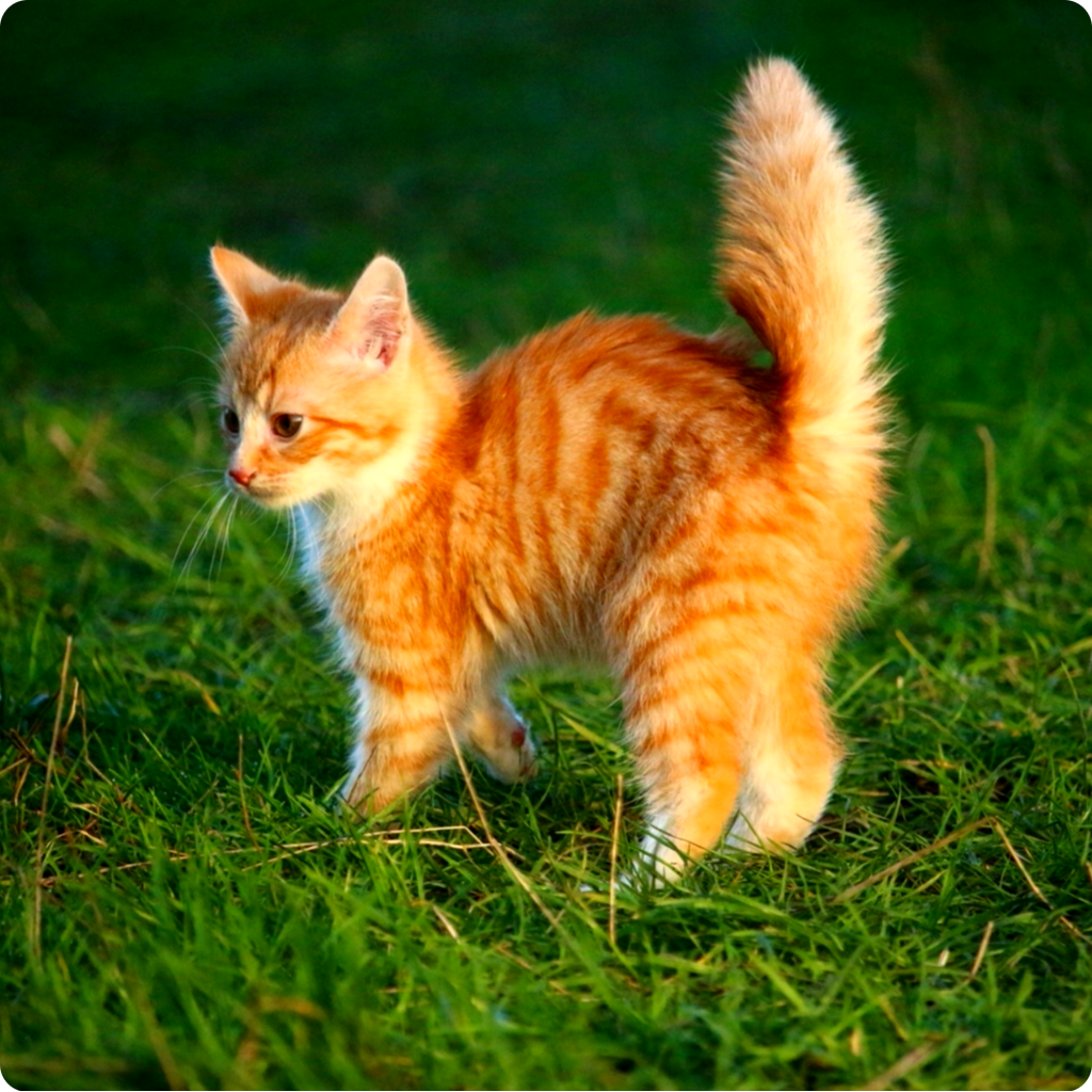 Orange cat