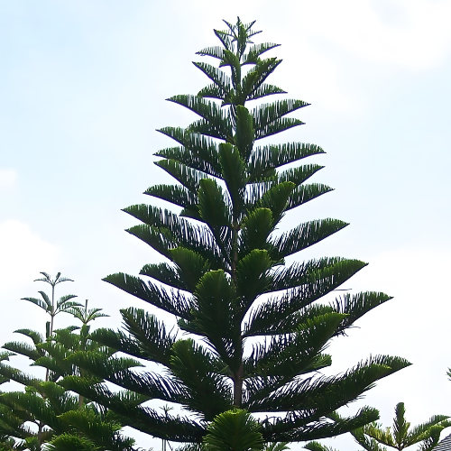Cemara Norfolk