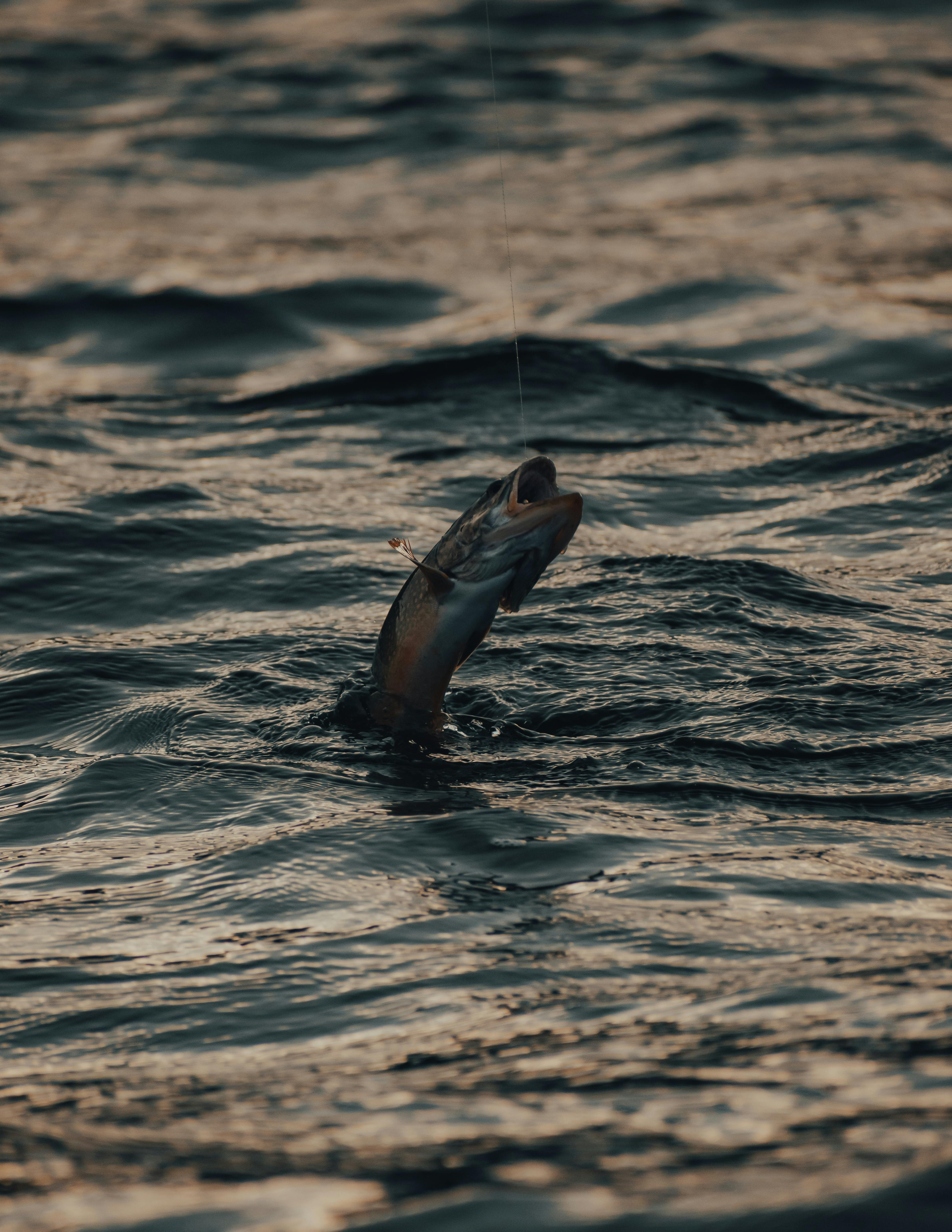 Waianae leeward side Oahu offshore fishing