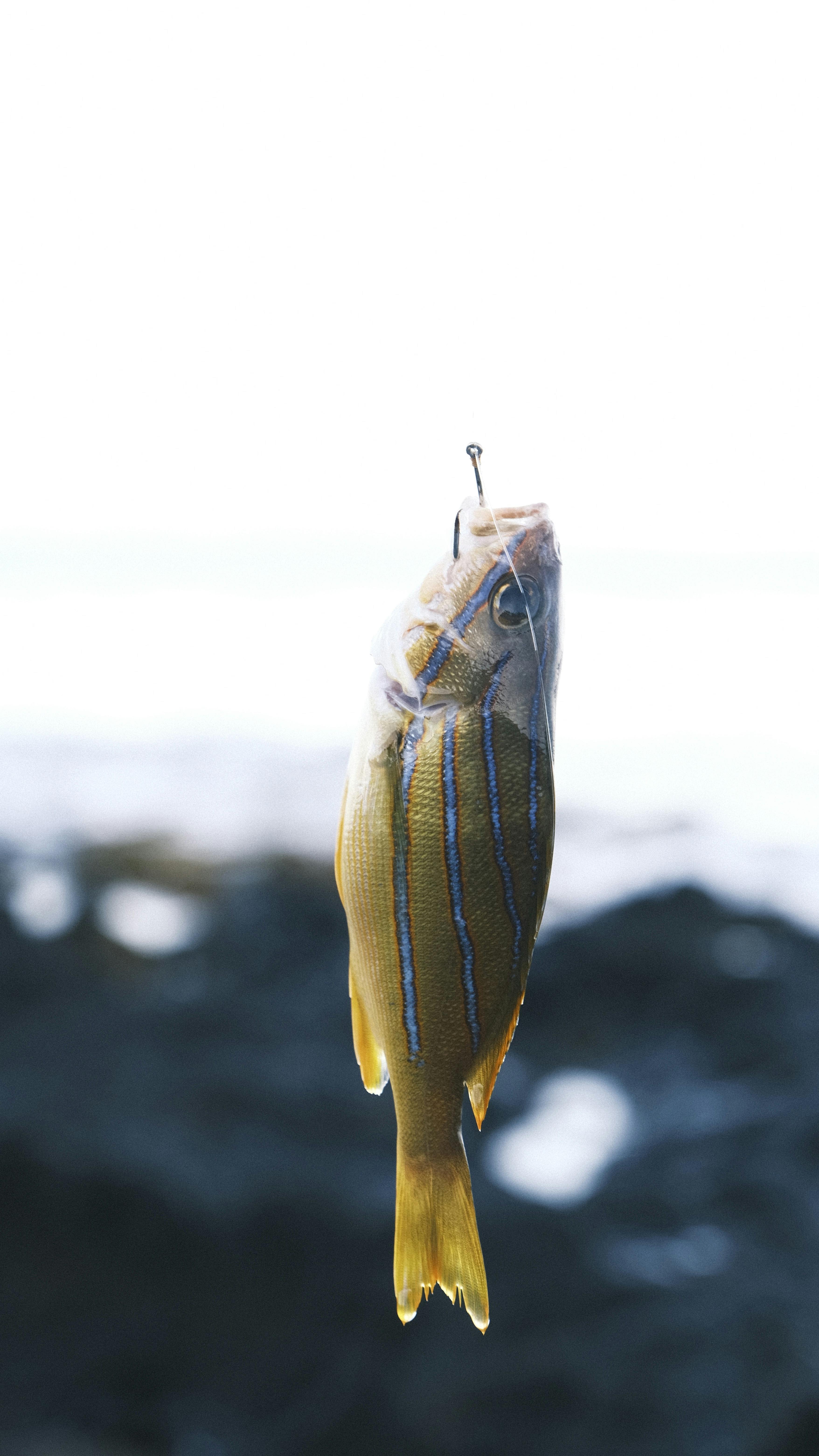 Haleiwa Harbor North Shore Oahu fishing charter