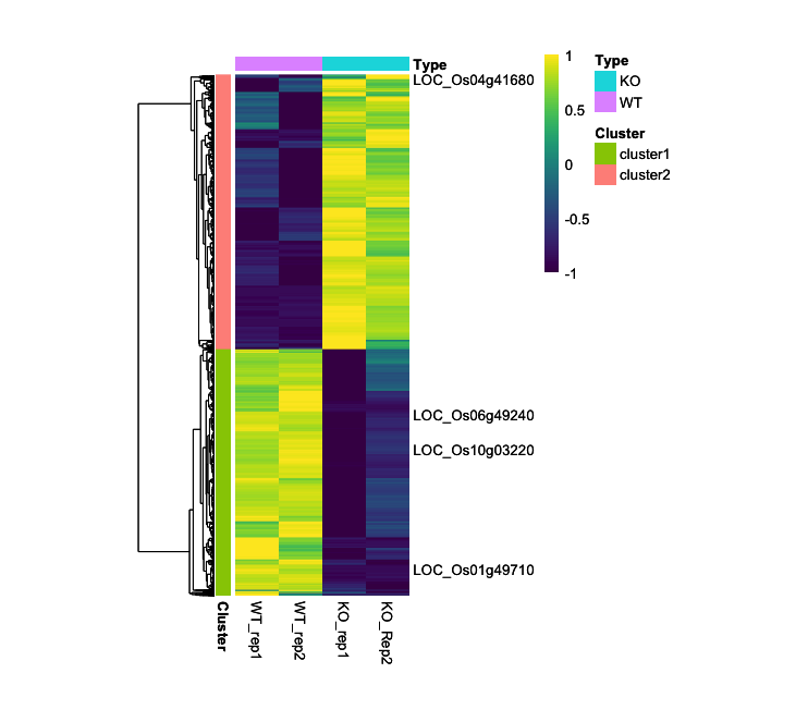 DEG - Heatmap | Sequencing Portfolio