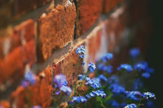 preview BrickWallFlowers