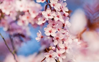preview CherryBlossom