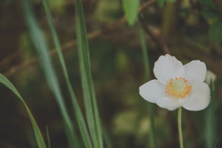 preview PeacefulFlower