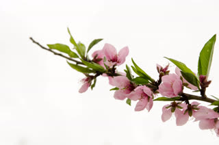 preview PinkFlowersOnWhiteBackground