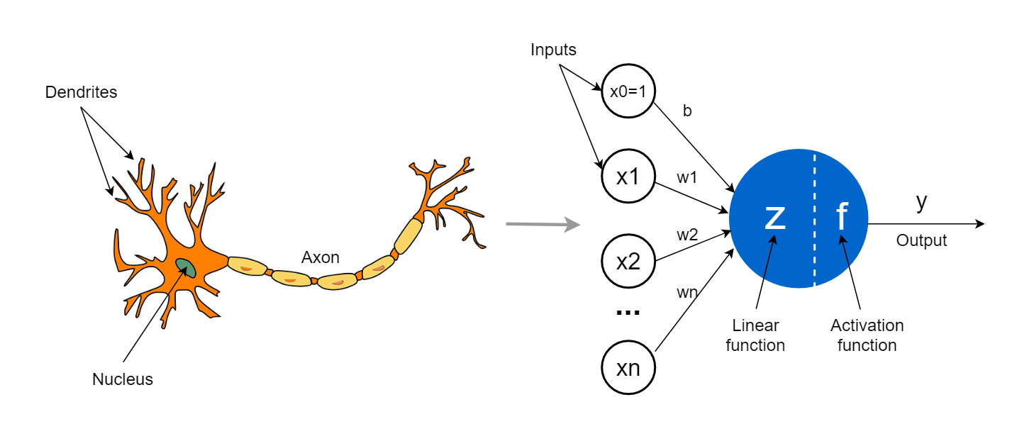 Biological Neuron vs Artificial Neuron