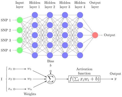 Multi-Layer Perceptron Diagram