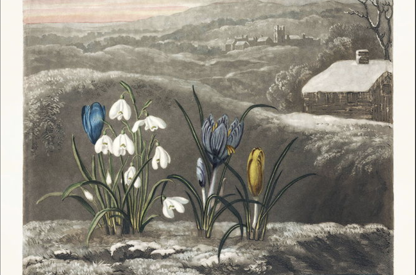 Foreground focuses on intricately detailed snowdrops and crocuses with crisp colors against a muted backdrop. In the distance, rolling hills descend into a quaint village beside a solitary cabin under a dramatic, cloud-filled sky with hints of sunset