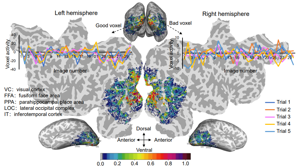 The voxel stability maps in the visual cortex